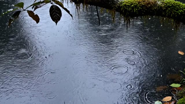 Still forest pond with overlapping rain rings