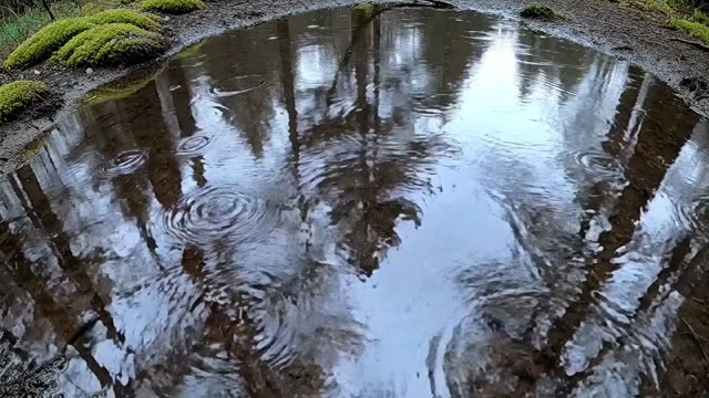 Canopy reflected in a large forest puddle