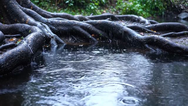 Dark woodland pool cradled between ancient tree roots