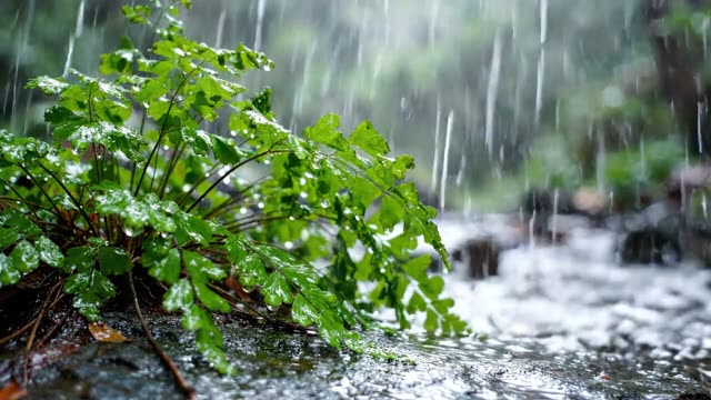 Delicate maidenhair ferns trembling on a wet rock shelf