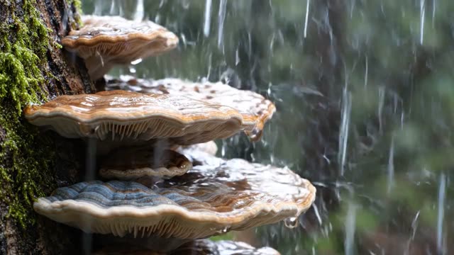 Overlapping bracket fungus tiers in rain
