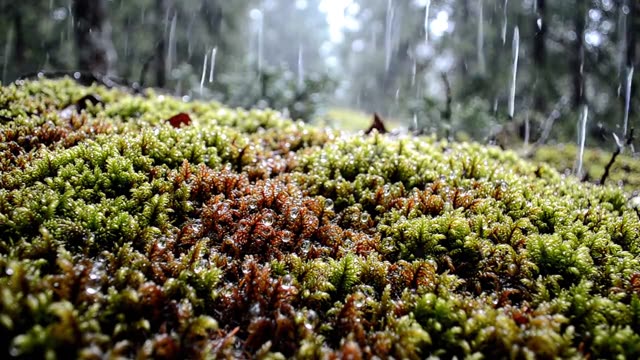 Dense sphagnum moss carpet jewelled with raindrops