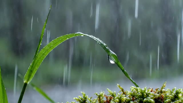 Single blade of grass shedding a raindrop