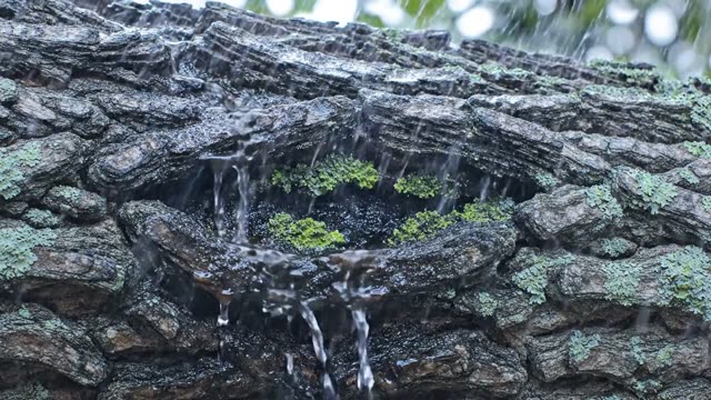 Ancient oak bark with rivulets tracing deep grooves