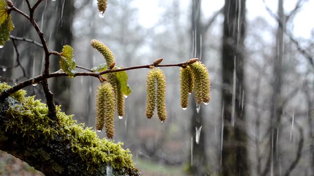 Hazel catkins trembling in steady rain