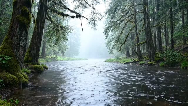 A slow dark forest river bending into mist
