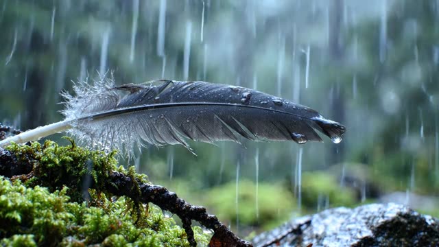 A feather caught on a forest floor twig in rain