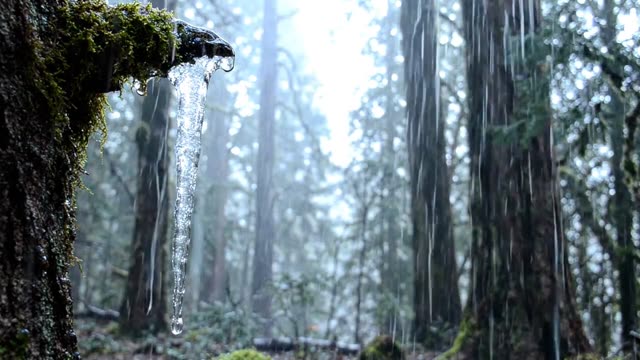 A long thin icicle dripping steadily in cold forest rain