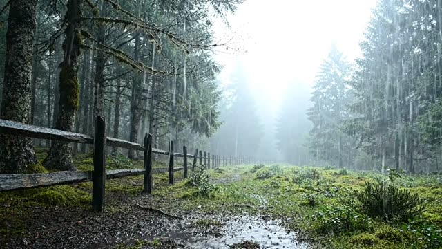 A long forest fence line disappearing into rain and mist