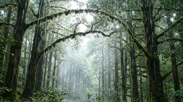 Silver curtains of mist in a cathedral forest canopy