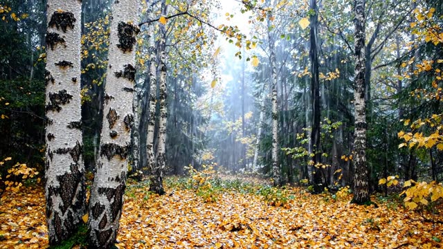 A birch grove in autumn rain, leaves down