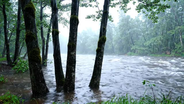 A dark riverside alder wood in flood and rain