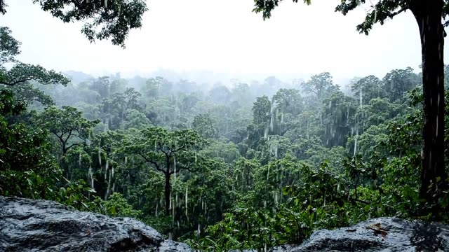 A forest seen from a ridge looking down into rain