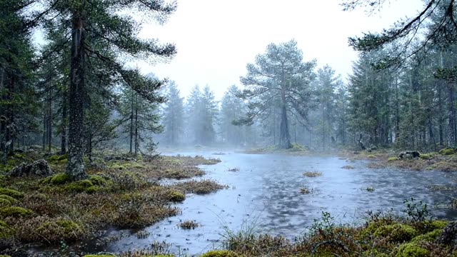 A forest at the edge of a bog in rain and mist
