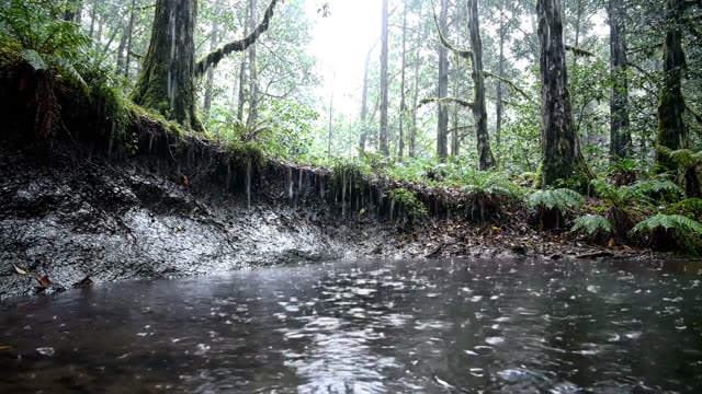 A dark pool at the base of a forest landslip in rain
