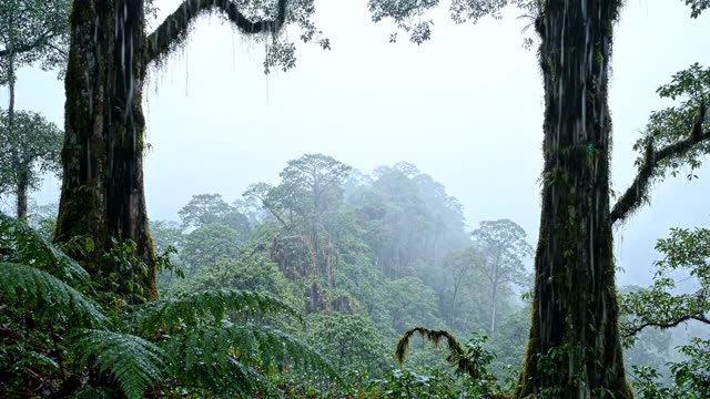 A high forest ridge in cloud with rain on both sides