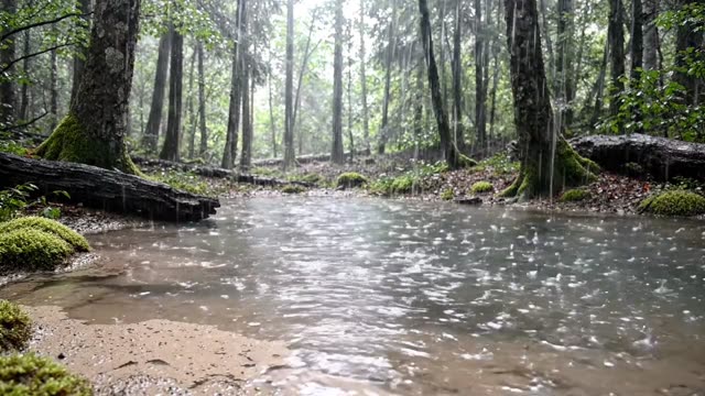 Rain on a clay-bottomed woodland pool with no reflection