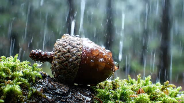 Water beading on the smooth surface of an acorn cap