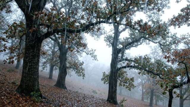 Rain on a hillside of ancient oaks in autumn mist