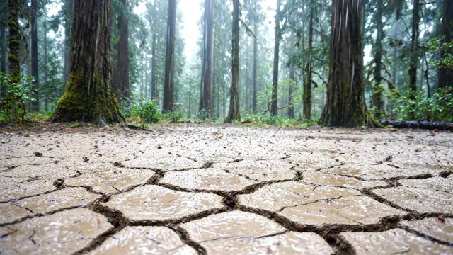 A cracked clay forest floor receiving its first rain