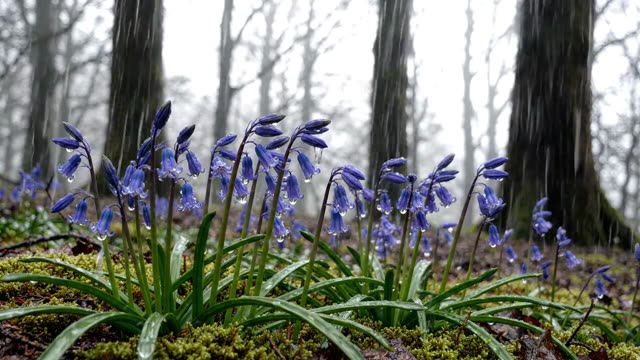 Rain on emerging bluebells in a dark forest floor