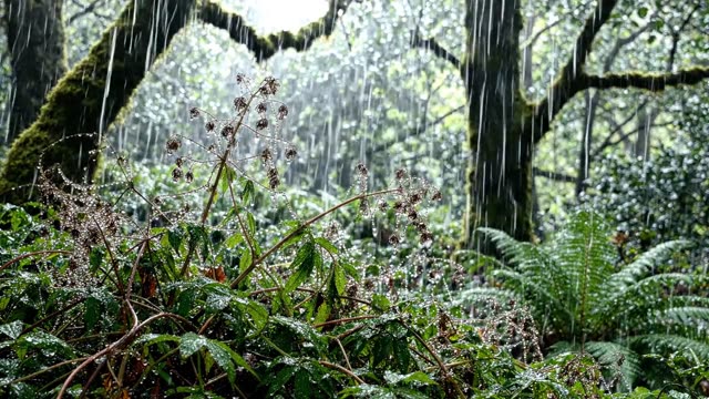 A mass of cleavers tangled in a dark forest hedge in rain
