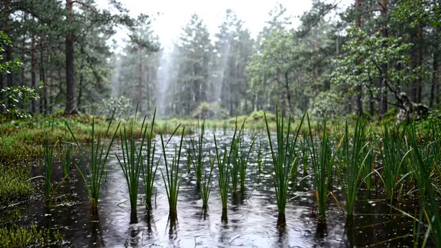 Rain on the surface of a slow dark forest fen with rushes