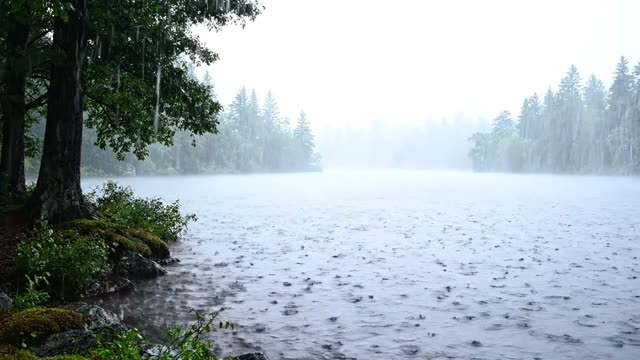 A forest lake shore in heavy rain and mist