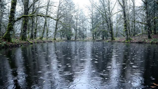 A long narrow pool reflecting bare winter trees in rain (1)