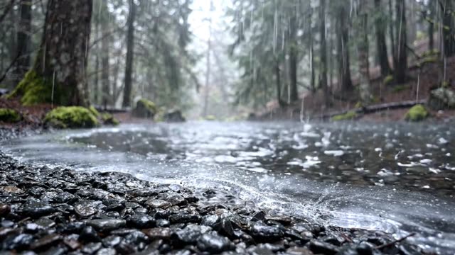 A forest pool edge with dark pebbles and a thin ice margin