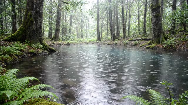 A forest pool completely covered with rain rings
