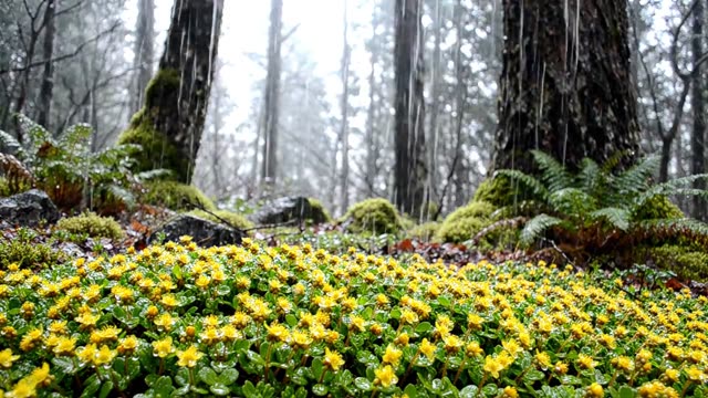 Rain on a bank of golden saxifrage in early spring