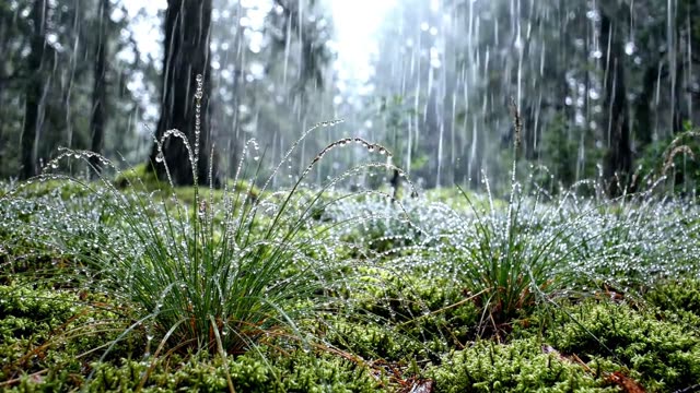 Rain on a colony of wavy hair-grass in a forest clearing