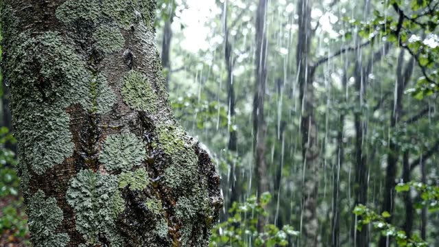 Rain on a section of hornbeam bark with grey-green lichen