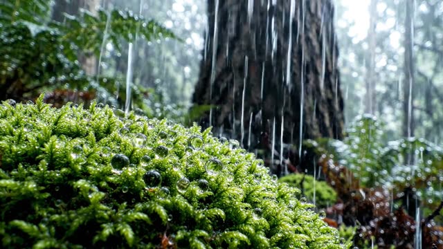 A glistening cluster of dewdrops on a moss cushion