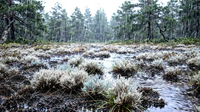 Rain on a dark peat pool margin with white tussock grass