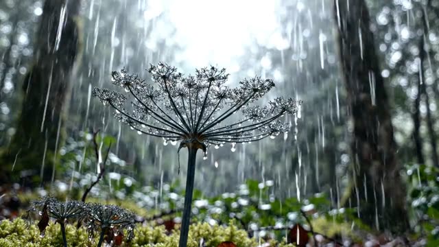 A thicket of elder stems in steady rain