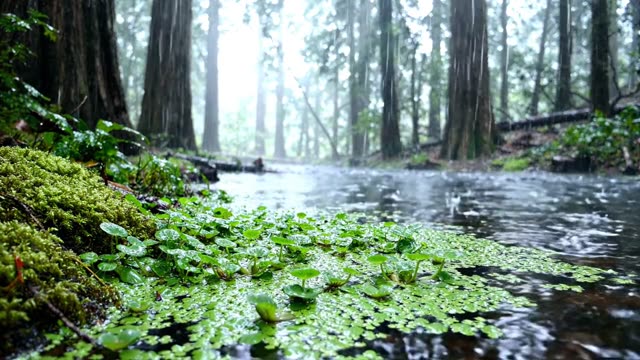 Rain on a colony of opposite-leaved pondweed at stream edge