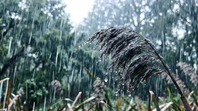 Water beading on the woven surface of a dried reed stem
