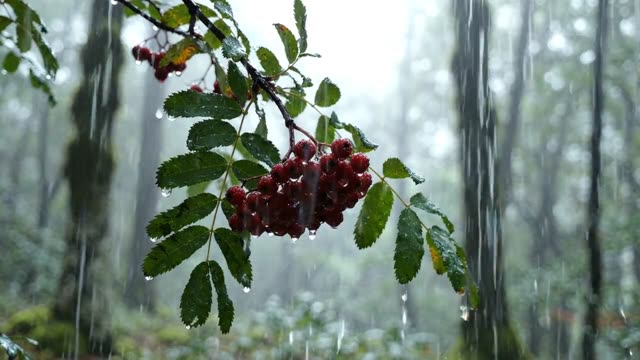 A spray of rowan berries glistening in rain