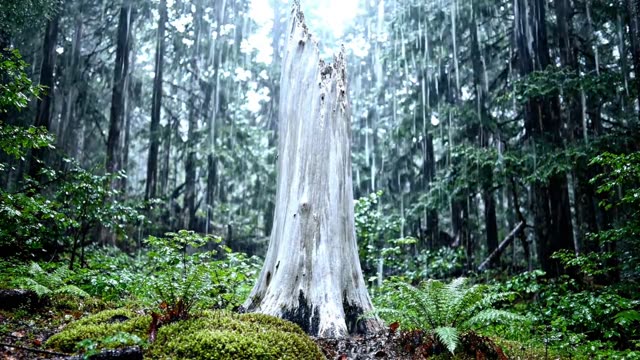 A forest pool in full flood filling between the tree trunks