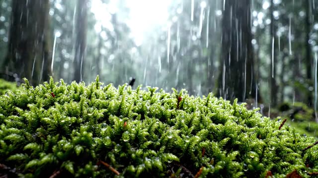 The surface texture of deep velvet moss in rain