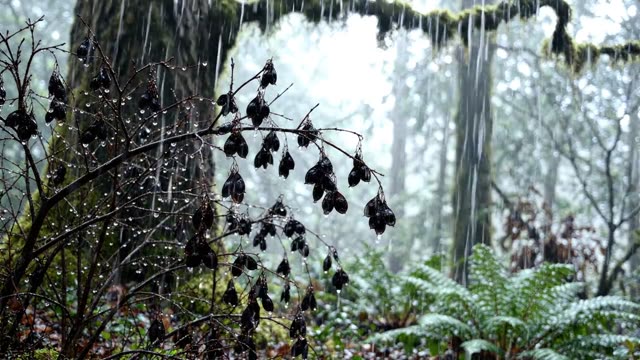 Rain falling on winter shrub