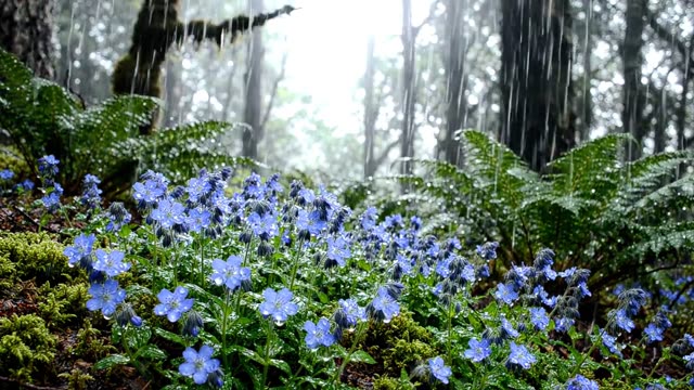 Rain on a colony of wood speedwell in flower