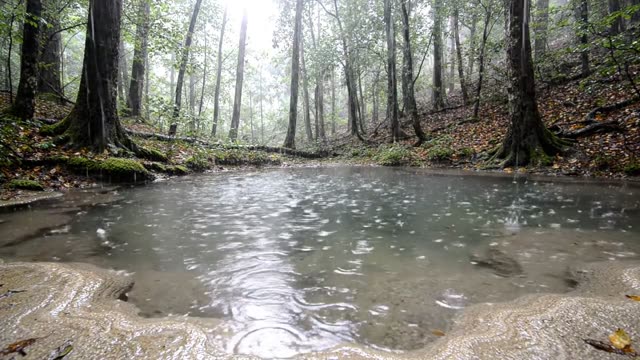 A forest pool in a limestone depression filling in rain