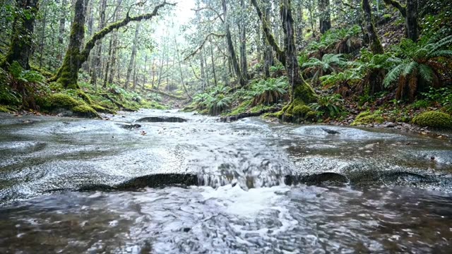 Rain-swollen stream tumbling over flat sandstone slabs