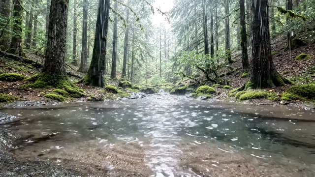 A forest spring raising sand grains in a pool