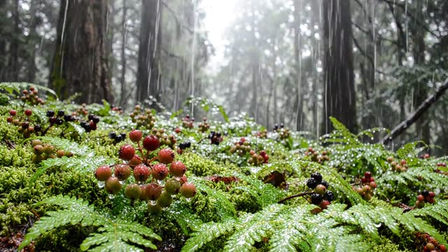 A colony of tutsan berries darkening in rain