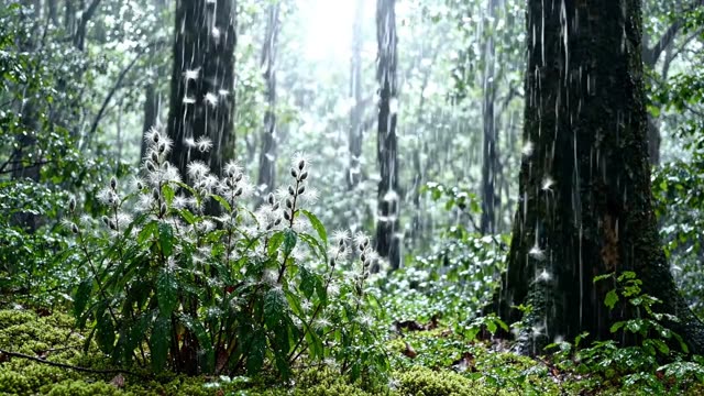 A willow herb colony shedding white seed in rain