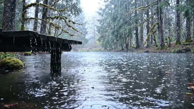 A forest pond with a wooden jetty dripping in rain